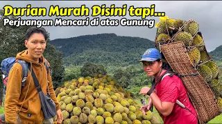 PERJUANGAN SUKU DAYAK MENDAPATKAN DURIAN DIATAS BUKIT DIGUYUR HUJAN