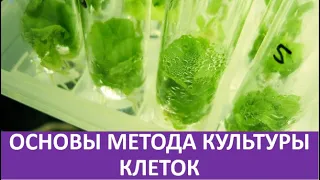 15. Основы метода культуры клеток