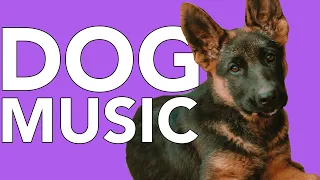 New Years Eve Dog Music! Help Your Dog Tolerate Fireworks!