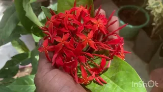 Beautiful flowers of Monsoon season IXORA/RUKMINI