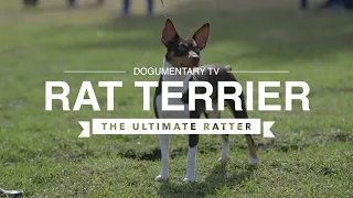 ALL ABOUT RAT TERRIERS: THE ULTIMATE RATTER!