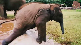 Baby Elephant Wan Mai Outing - ElephantNews#youtubeindia #baby