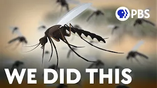 We Helped Make Mosquitoes A Problem