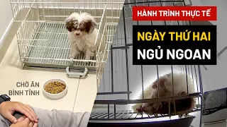 [Ngày 2|30] Cách nuôi dạy chó con người mới bắt đầu - Đêm ngủ ngoan | Hướng dẫn thực tế BossDog