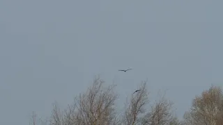 GH5  + OLYMPUS 300F4 LENS & MC-20 2X EXTENDER FILMING SHAPWICK DUCKS ON THIS WINDY DECEMBER DAY