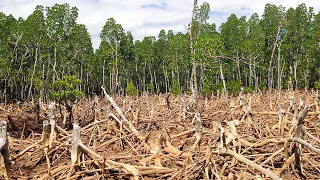 Forêts de Madagascar, un trésor à sauver