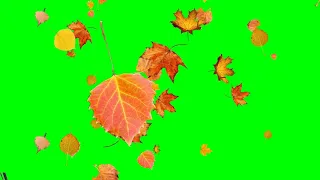 Футаж - осенние листья хромакей | Futage-autumn leaves of chromakey