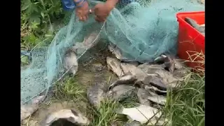 Top videos ,catching lots of fishes in the river , Unbelievable fishing net fishing , skills