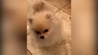 POMERANIAN DOG - BEAUTY - VIDEO FOR KIDS