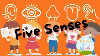 Different Human Senses | Learn the 5 senses and sense organs | 5 senses quiz