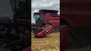 CASE IH 9250 Axial-Flow Combine Harvesting Wheat