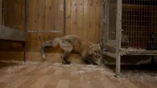 The Storytellers: Anton the Fox, Living in Akademgorodok Lab