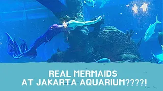 Lihat Mermaid di Jakarta Aquarium Safari