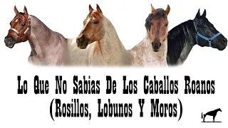 Caballos Roanos (Gen Roan) "El Pelaje Mas Vaquero" Cambiando Siempre de Color 🐴-Del Cerro Soy