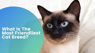 What Is The Most Friendliest Cat Breed – Top 5