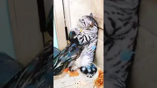 Кот против утки