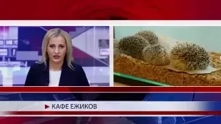 Кафе ежиков