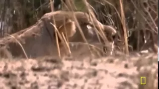 World Animal TV - Pride of Lions Versus Hyenas - Latest Wildlife Sightings full HD