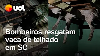 SC: Vaca é resgatada de telhado em Governador Celso Ramos; veja vídeo