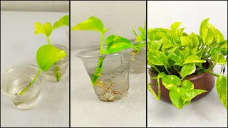 Money plant propagation from leaf in water || Propagate money plant from leaf cutting