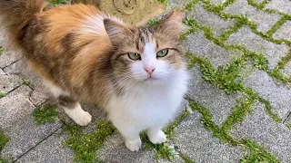 Incredibly beautiful Cats living on the street. I gave them food 😍