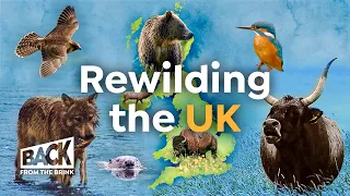 How to Bring Wilderness Back to Britain | Rewilding UK | Back from the Brink