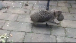 Hedgehog moving young