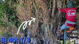 Cưa dọn dẹp cây Xanh khổng lồ / Sawing and clearing giant Green trees | T600