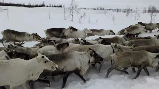 Оленеводы / ЯНАО / Шурышкарский район