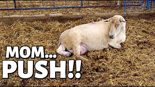 7 DAYS OF LAMBING: DAY TWO (FOUR Sets of TRIPLETS in ONE DAY!) Vlog 348