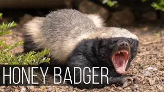 HONEY BADGER is the most aggressive and fearless animal in the world! Honey badger vs lion, leopard