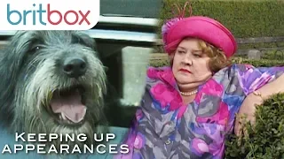 Hyacinth's Hilarious Experiences With Dogs | Keeping Up Appearances