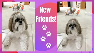 Lacey's adorable new friends 🐶🤣 | Cutest Shih Tzu dog 🐾 #shorts #shihtzu