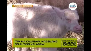 Balitang Amianan: Albino Carabao