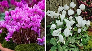 How to Plant Cyclamen: Autumn/Winter Guide