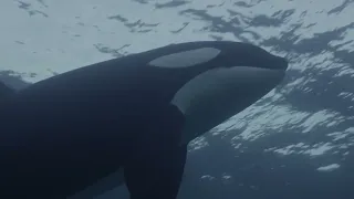 Orcas, these sea wolves