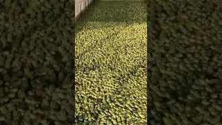 This is How they doing Frog farm in China..