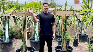 E3: How to Grow Dragon Fruit From Cutting to Fruit