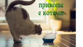 КОТЫ 2020 Смешные Кошки Приколы c Кошками и котами Funny Cats