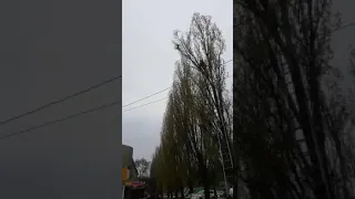 Жительница Николаева показала, как спасатели доставали с дерева кота