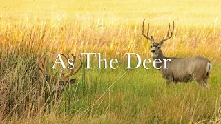 Celtic Harp Solo | As The Deer