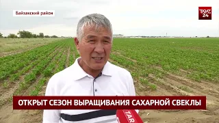 ОТКРЫТ СЕЗОН ВЫРАЩИВАНИЯ САХАРНОЙ СВЕКЛЫ