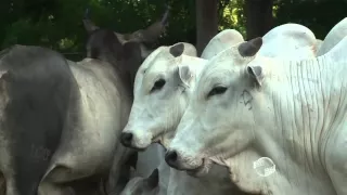 Fazenda Oiticia confirma para maio leilão de animais