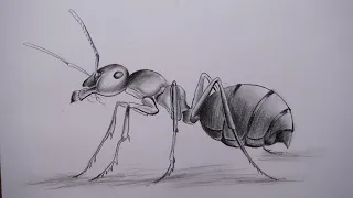 How to draw an ant step by step | Using paper stamp and charcoal pencil