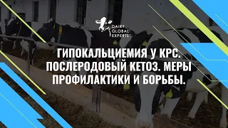 Гипокальциемия у КРС. Послеродовый кетоз. Меры профилактики и борьбы.