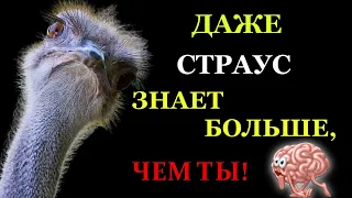 Тест для ПРОКАЧКИ МОЗГА! Проверим насколько ты умен и эрудирован