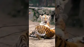 Cute Tiger cubs playing - Funny Tigers playing