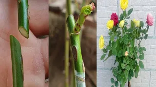 Graftting plant | Rose grafting - whip grafting | how to graft rose plant