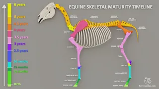 Equine Skeletal Development Timeline