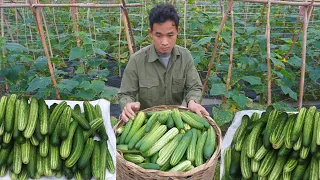 Harvest cassava and cucumbers and bring them to the new market to sell for money, survival | Ep 24